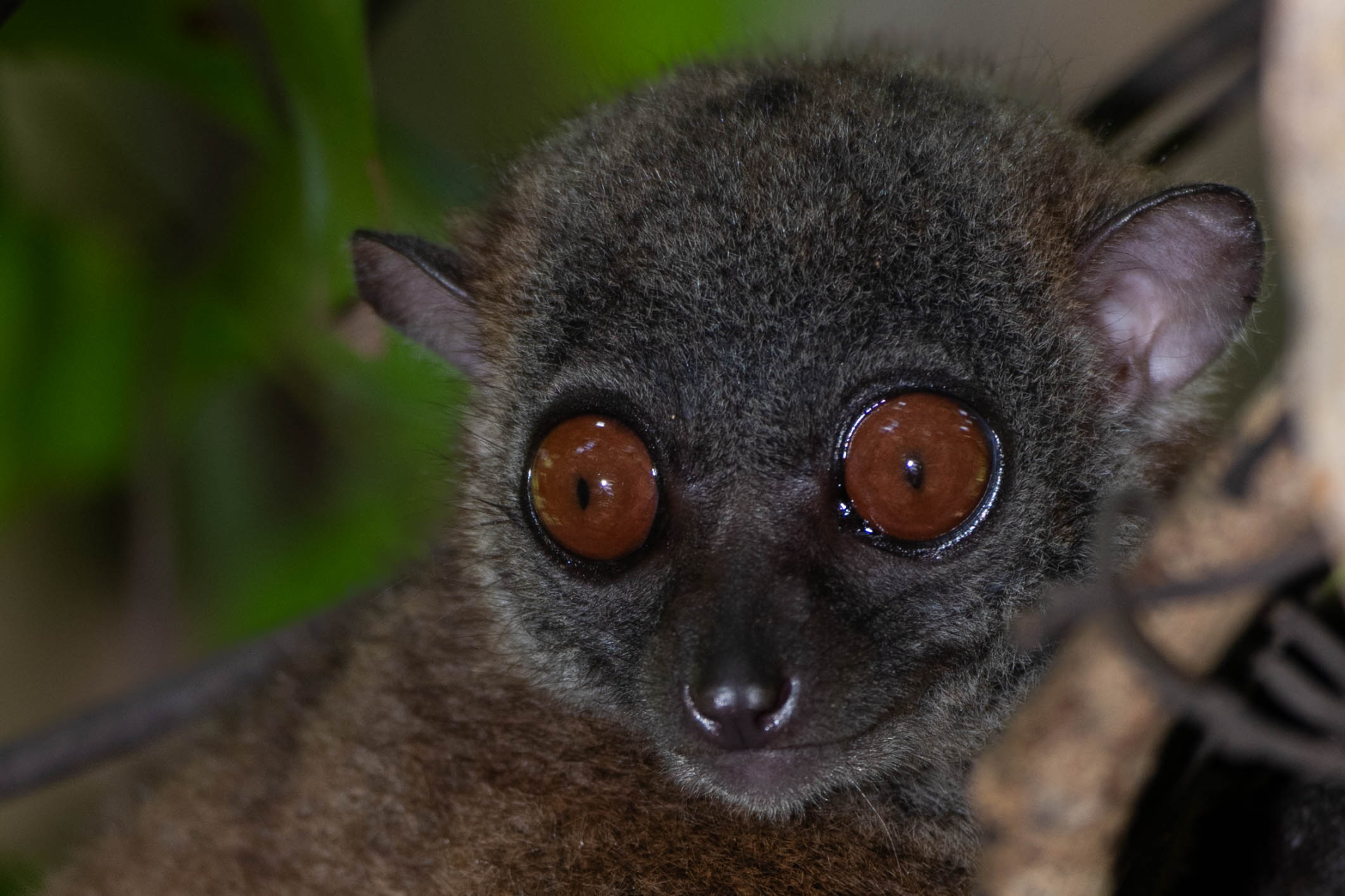 Fauna_Madagascar (10)