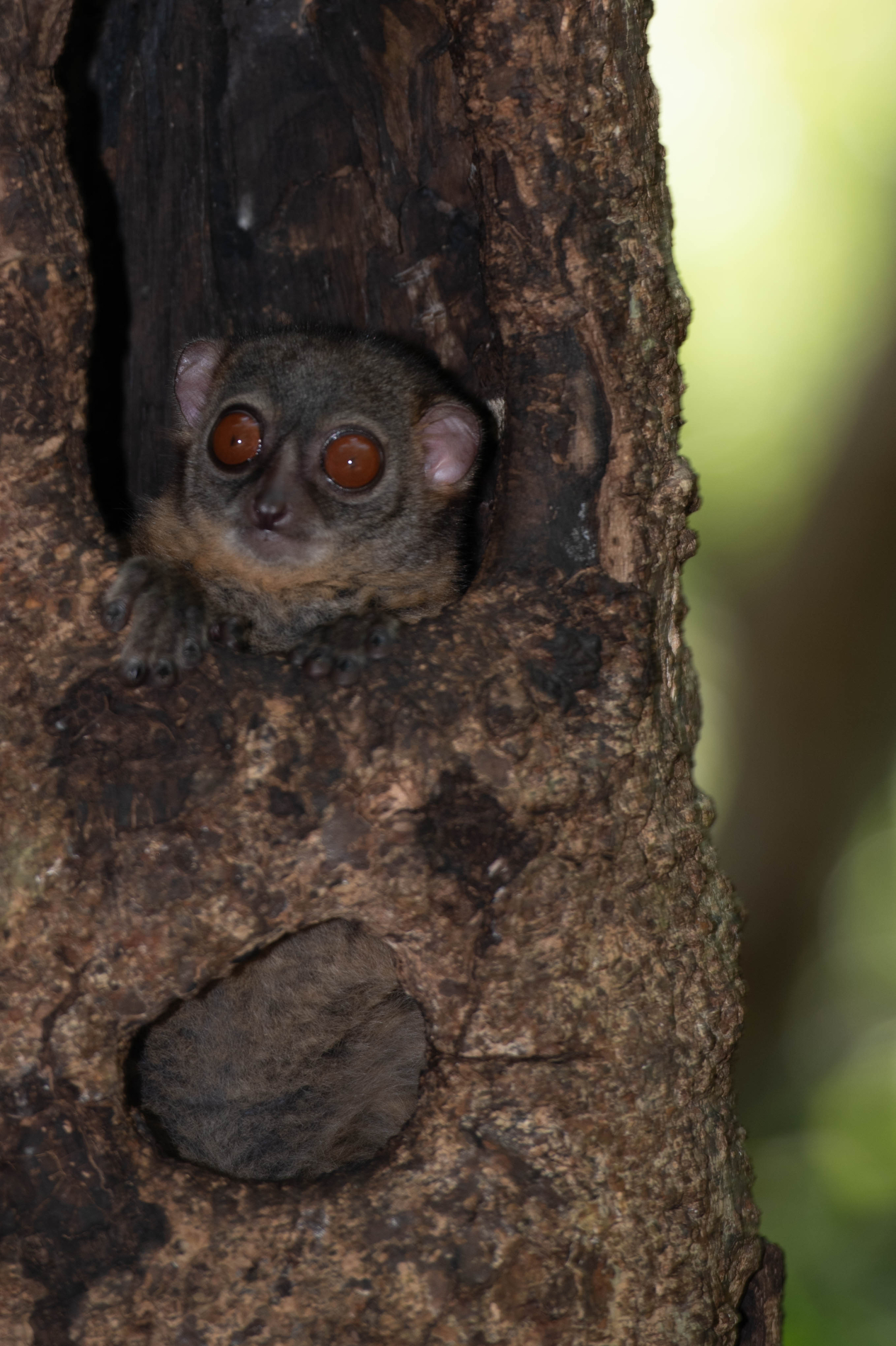 Fauna_Madagascar (12)