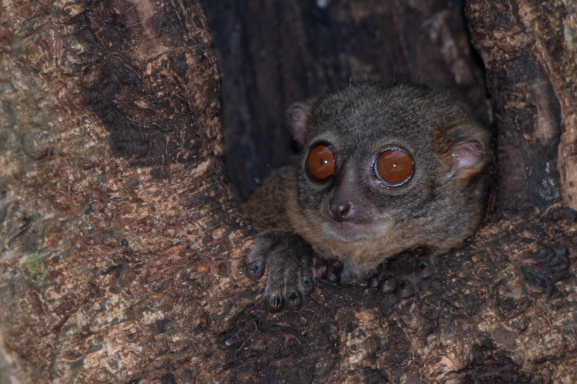 Fauna_Madagascar (13)