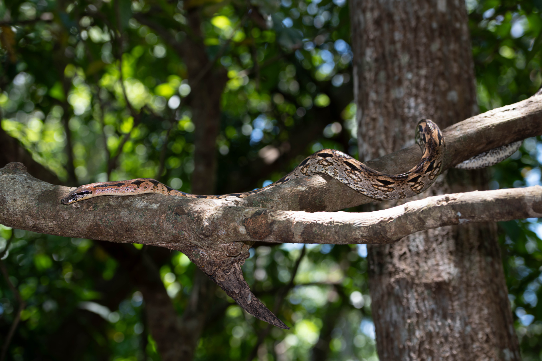 Fauna_Madagascar (18)