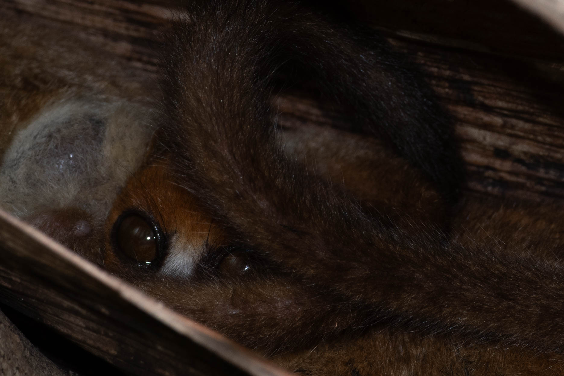 Fauna_Madagascar (1)