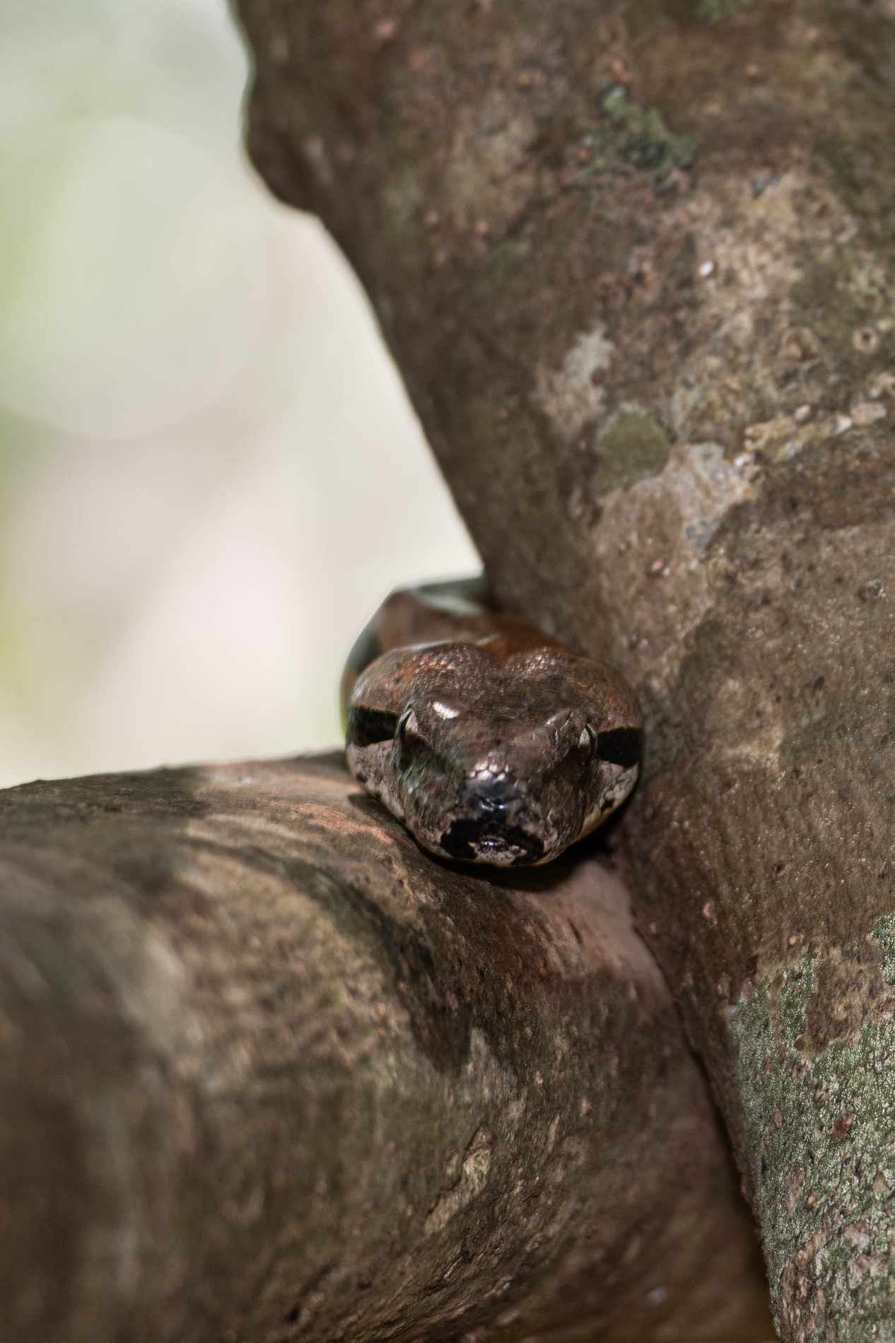 Fauna_Madagascar (20)