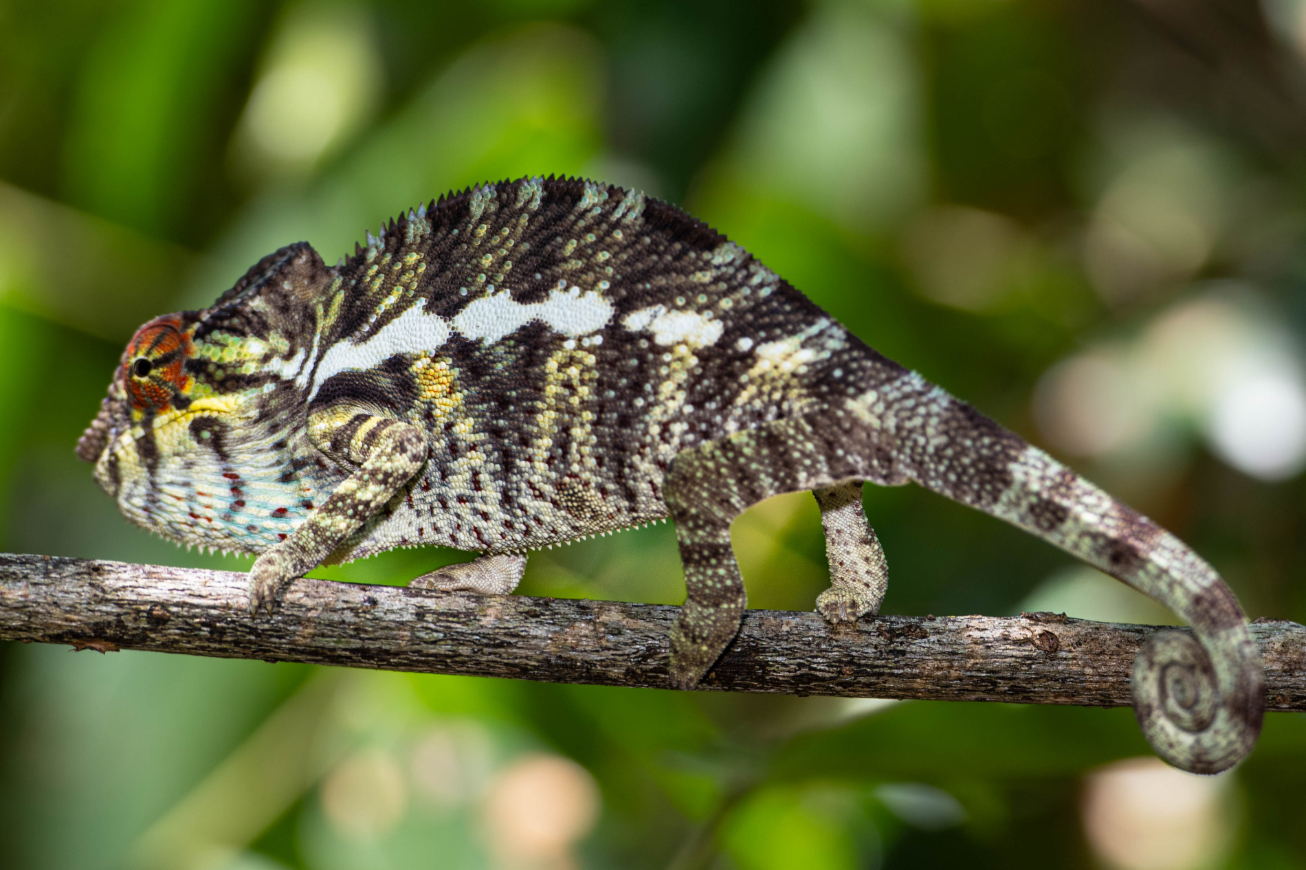 Fauna_Madagascar (22)