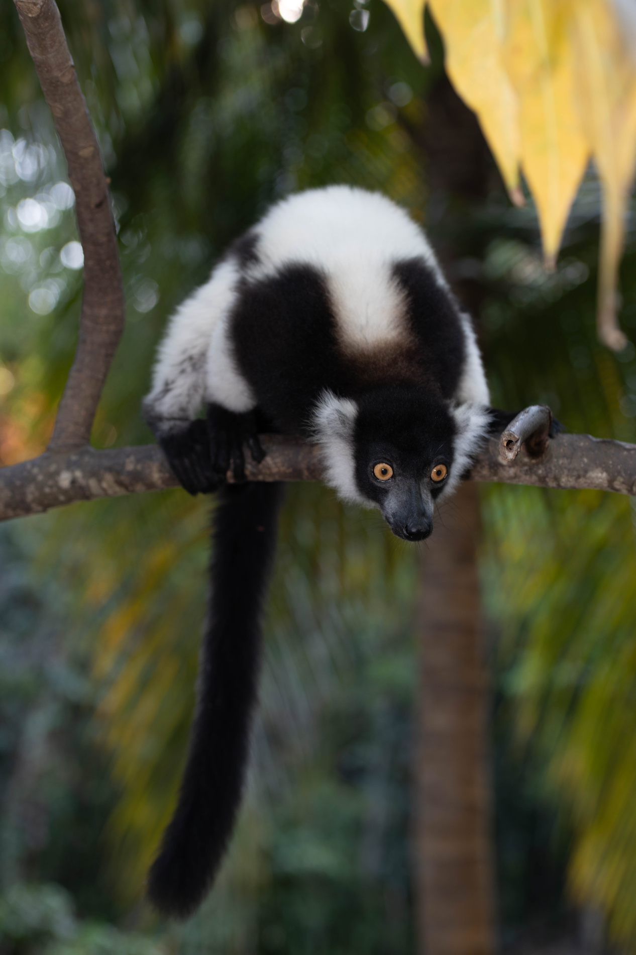 Fauna_Madagascar (24)