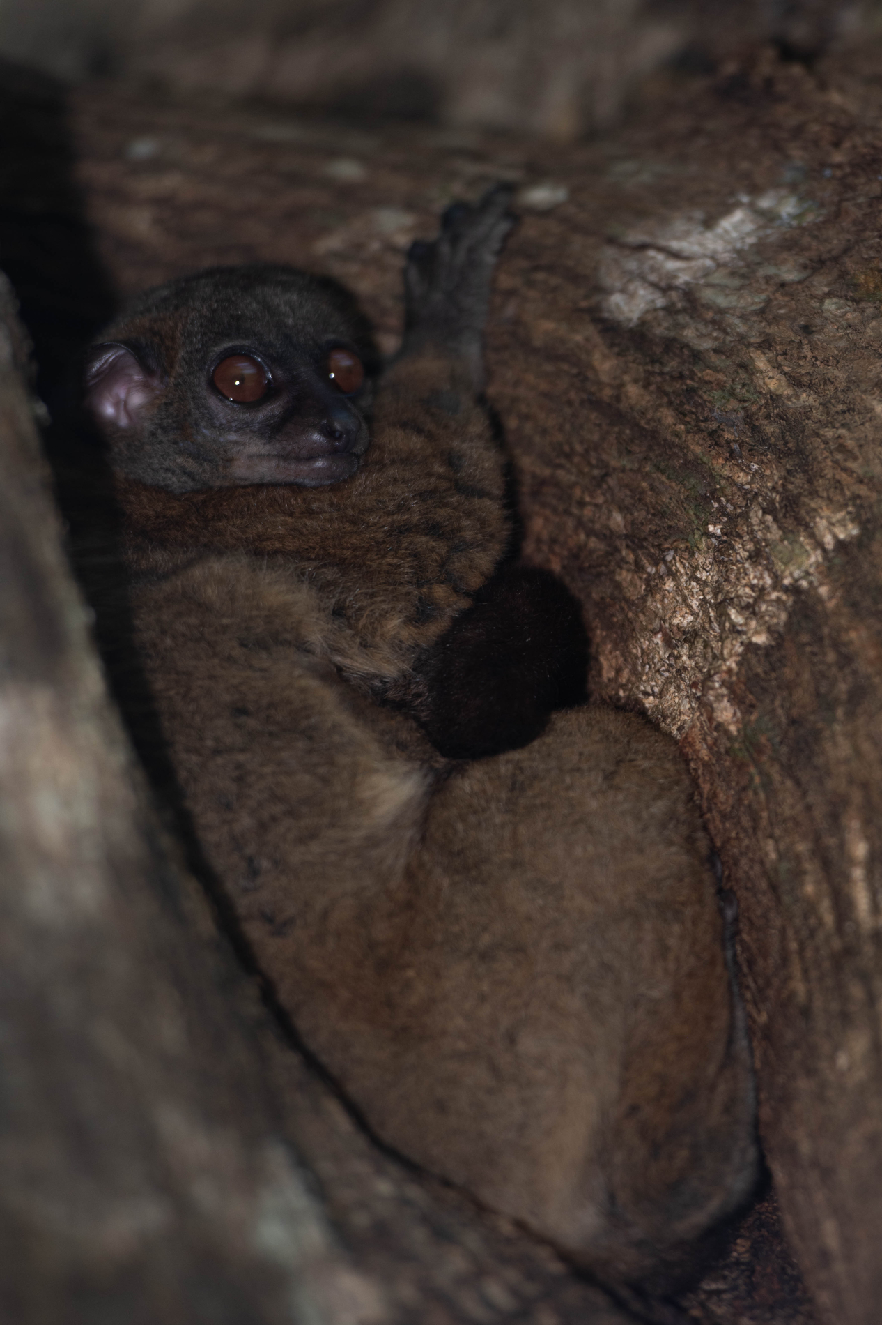 Fauna_Madagascar (2)