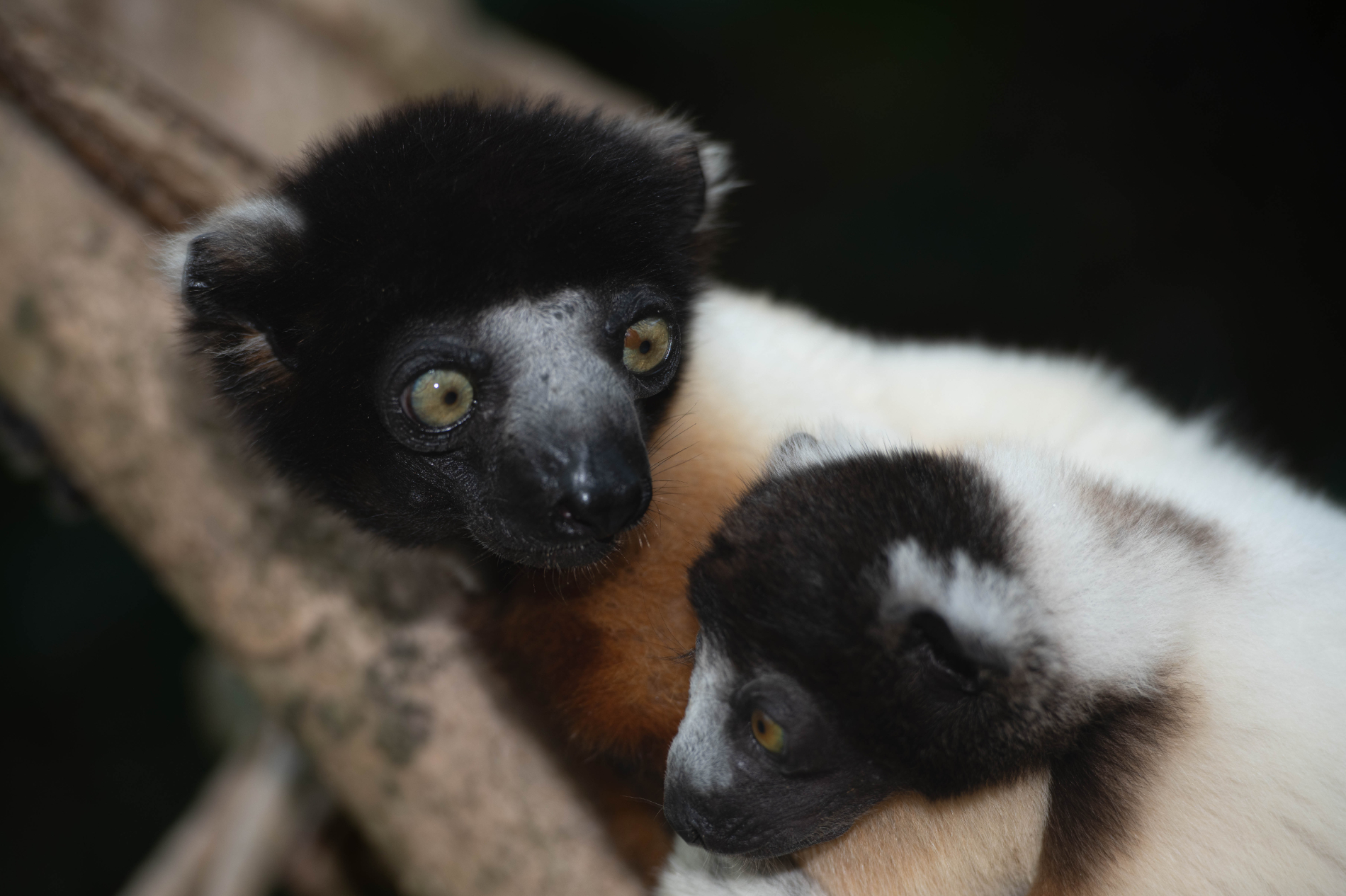 Fauna_Madagascar (30)