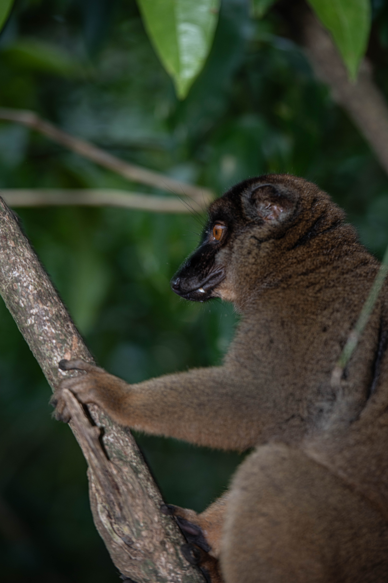 Fauna_Madagascar (31)