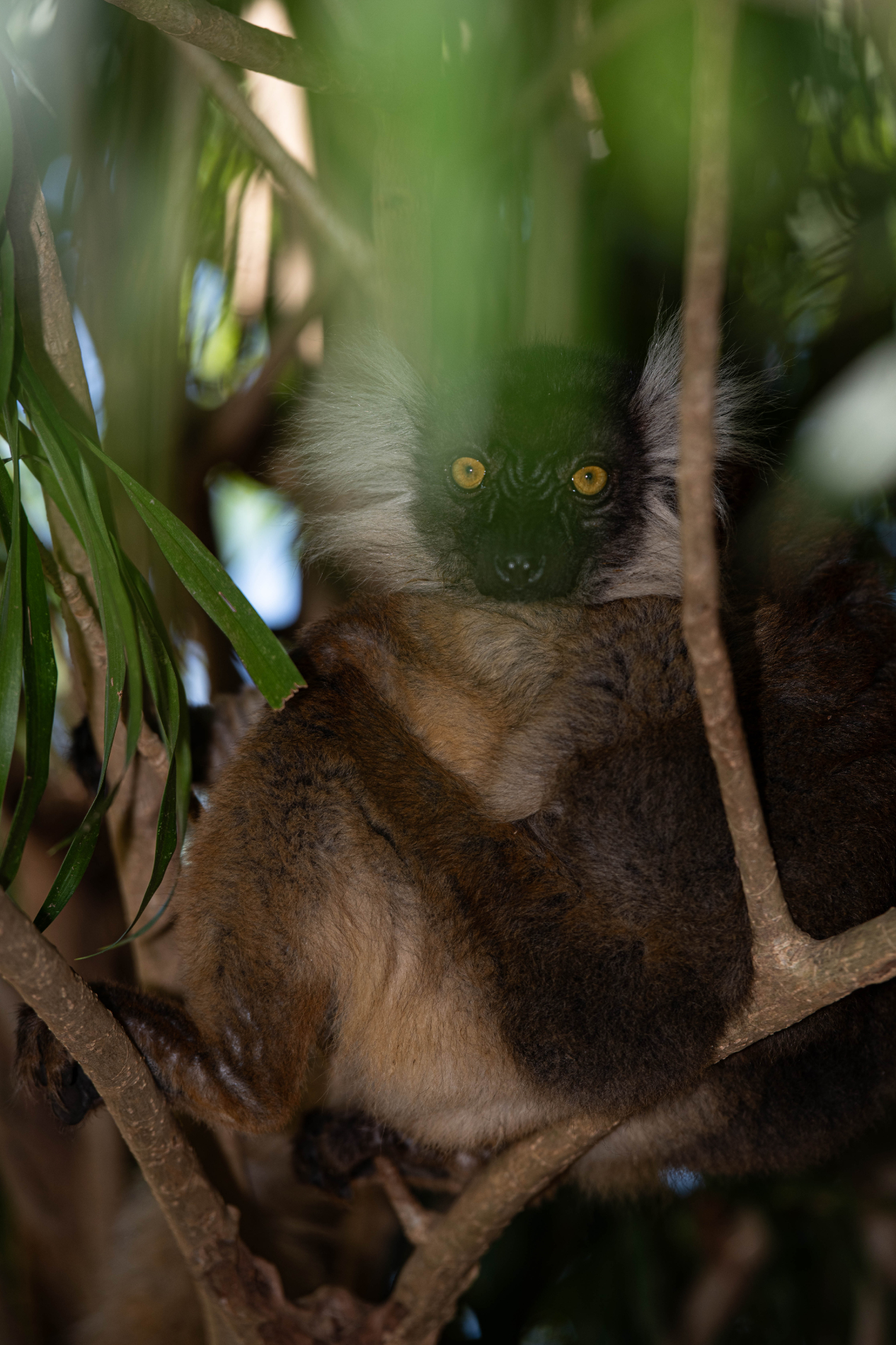 Fauna_Madagascar (34)