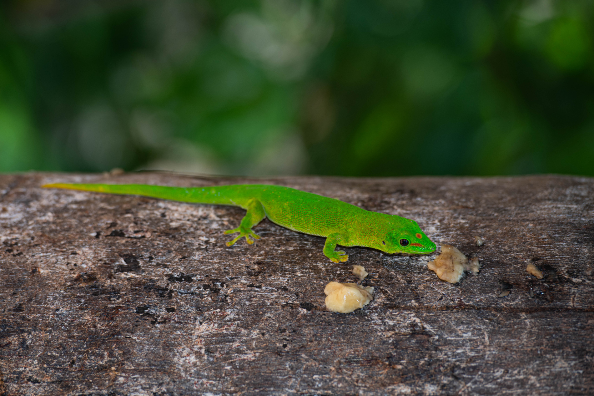 Fauna_Madagascar (35)