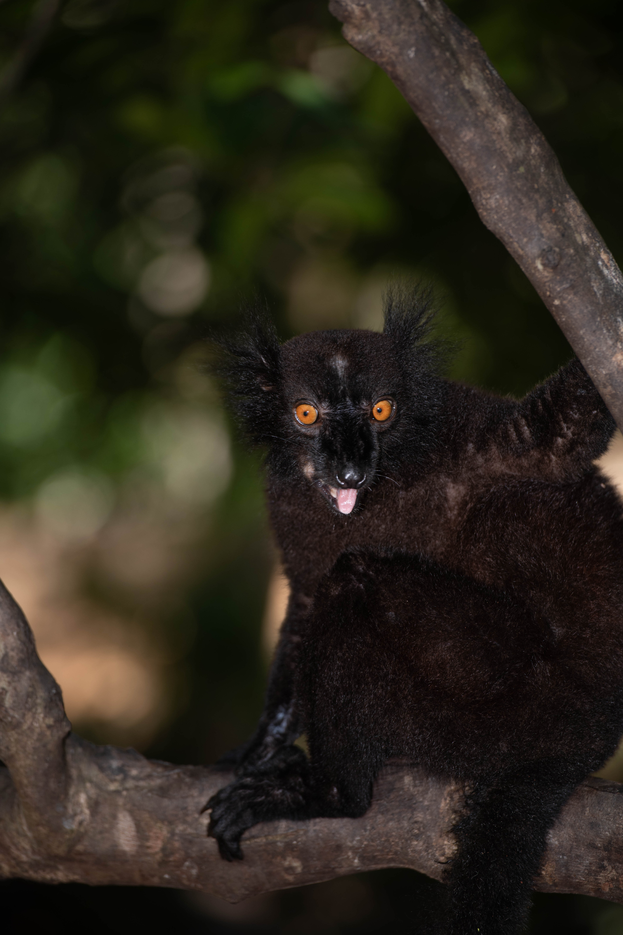 Fauna_Madagascar (37)