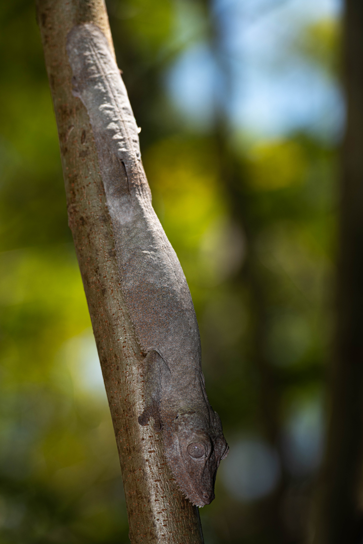 Fauna_Madagascar (3)