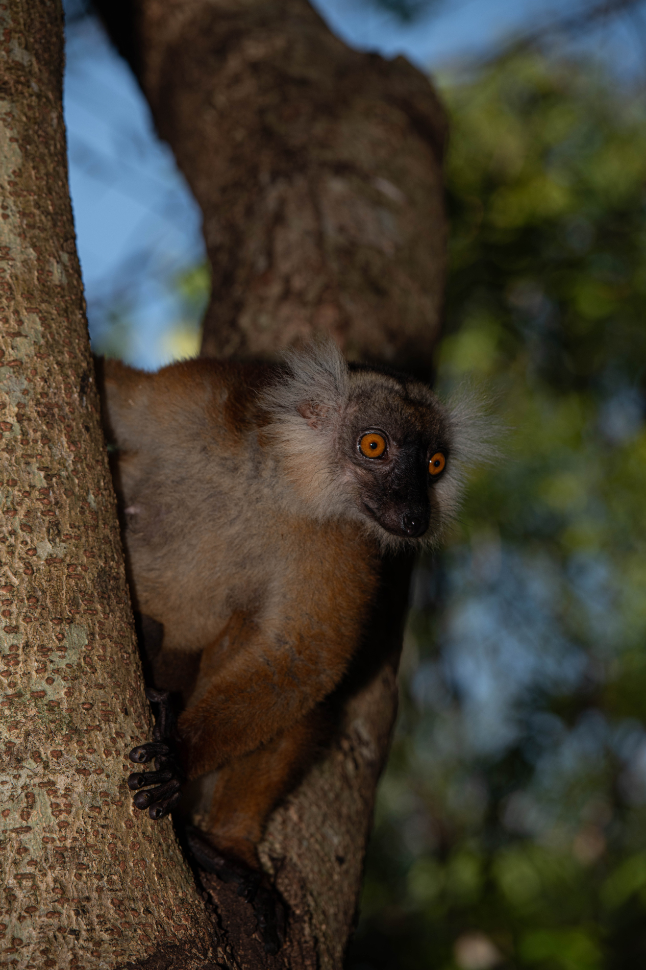 Fauna_Madagascar (42)