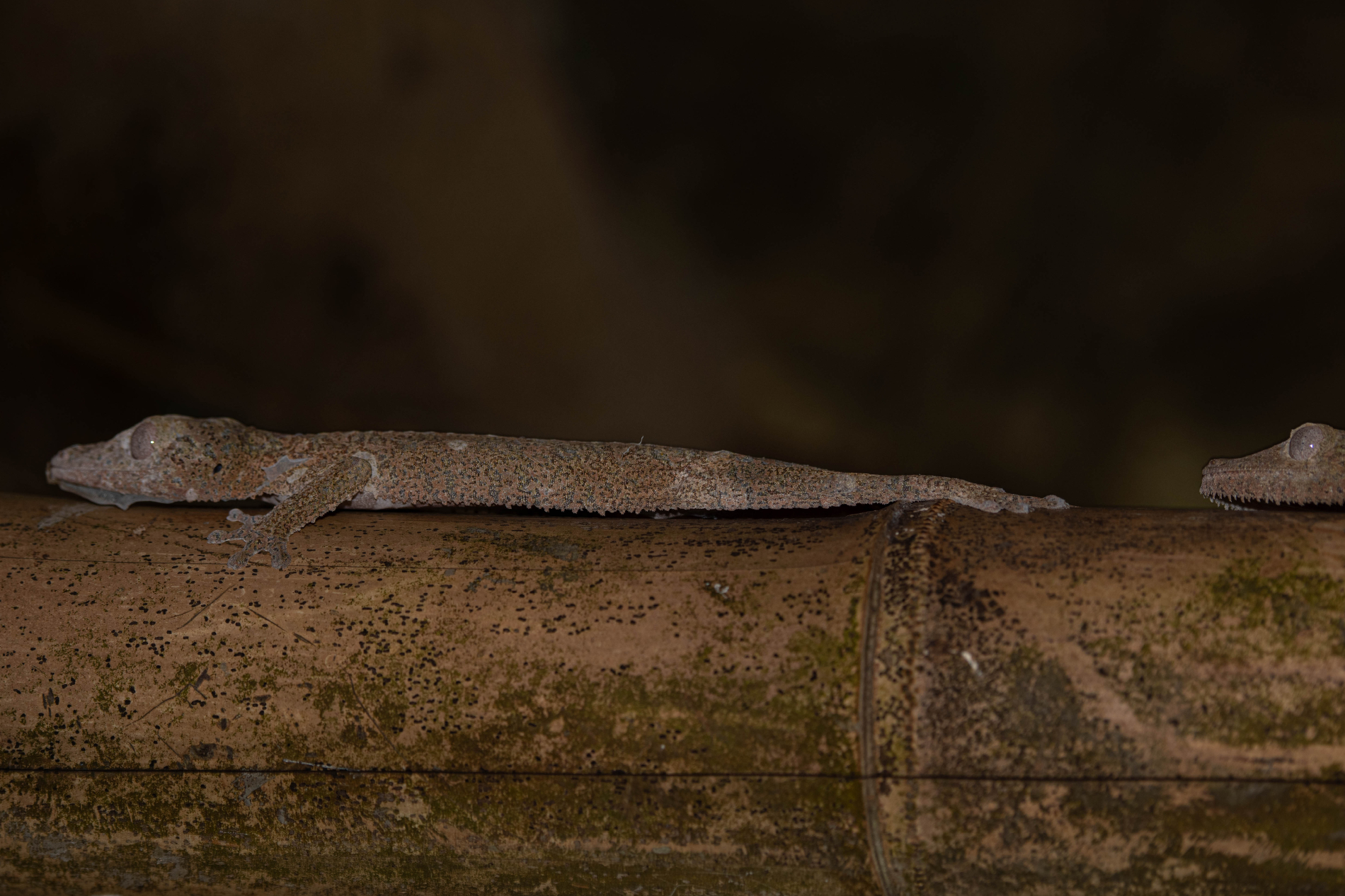 Fauna_Madagascar (44)