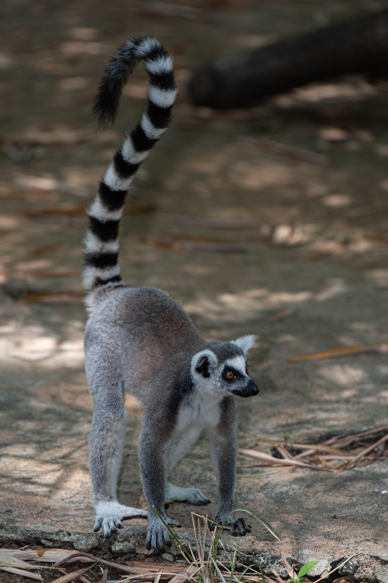 Fauna_Madagascar (47)