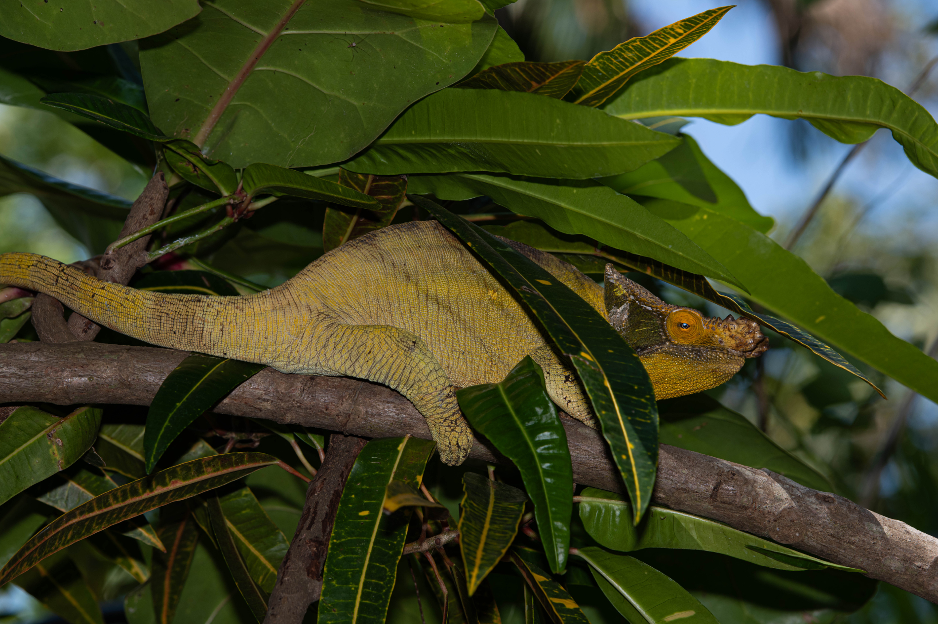 Fauna_Madagascar (49)