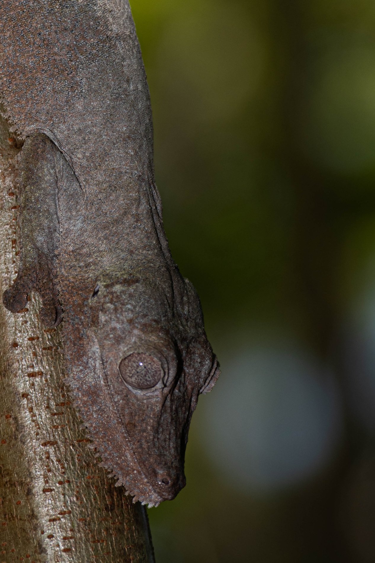 Fauna_Madagascar (4)