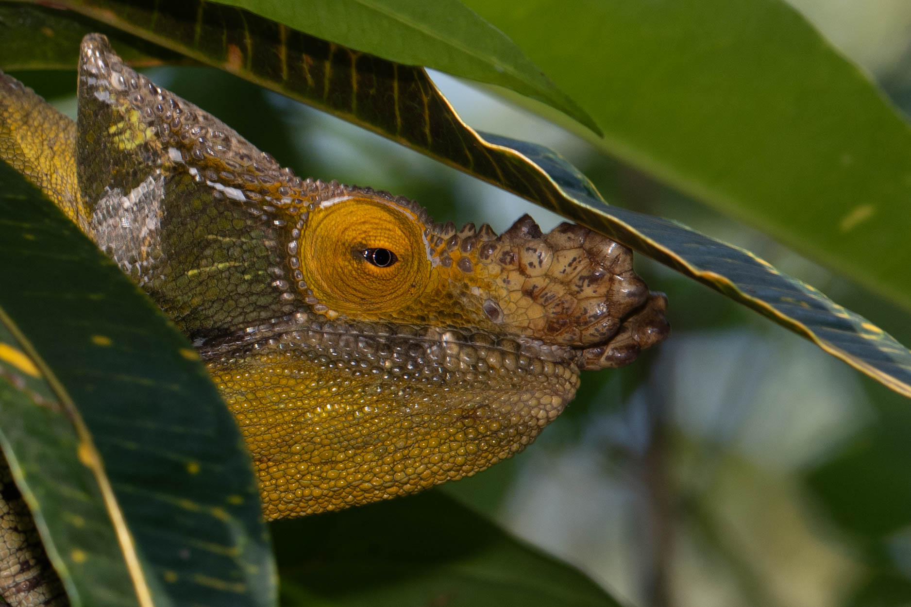 Fauna_Madagascar (50)