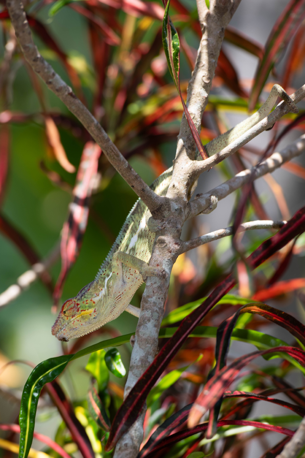 Fauna_Madagascar (51)