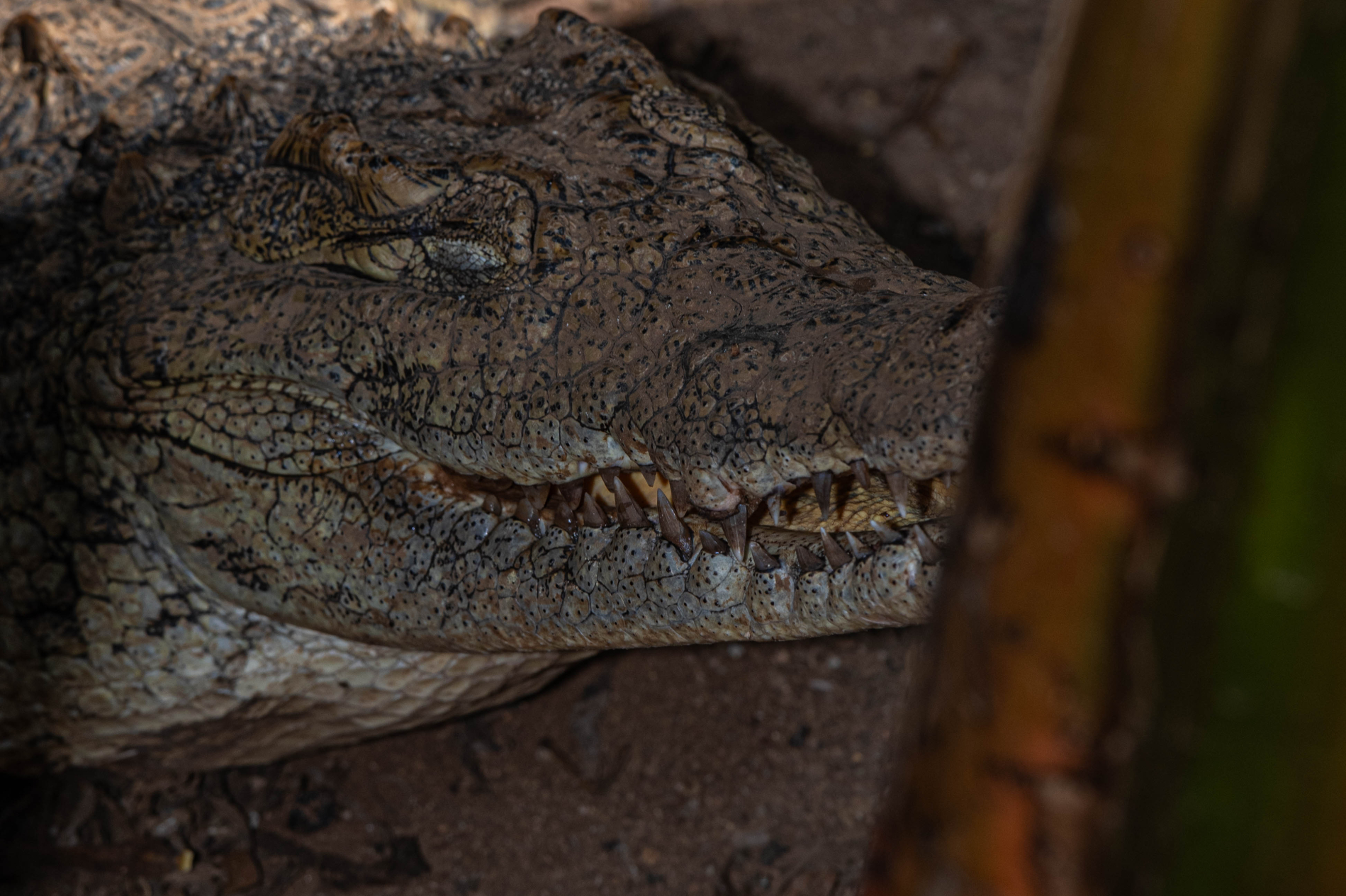 Fauna_Madagascar (53)