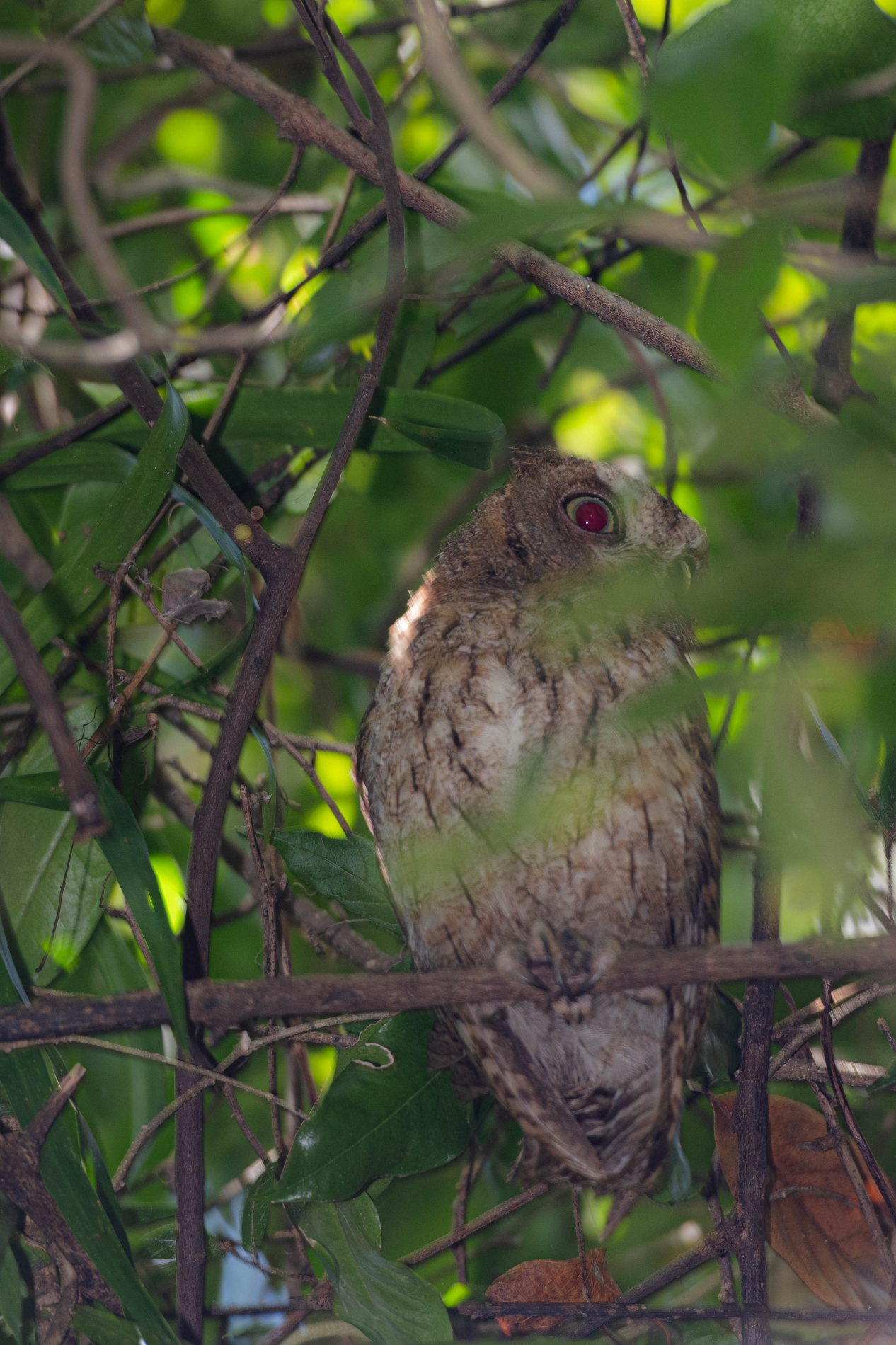 Fauna_Madagascar (5)