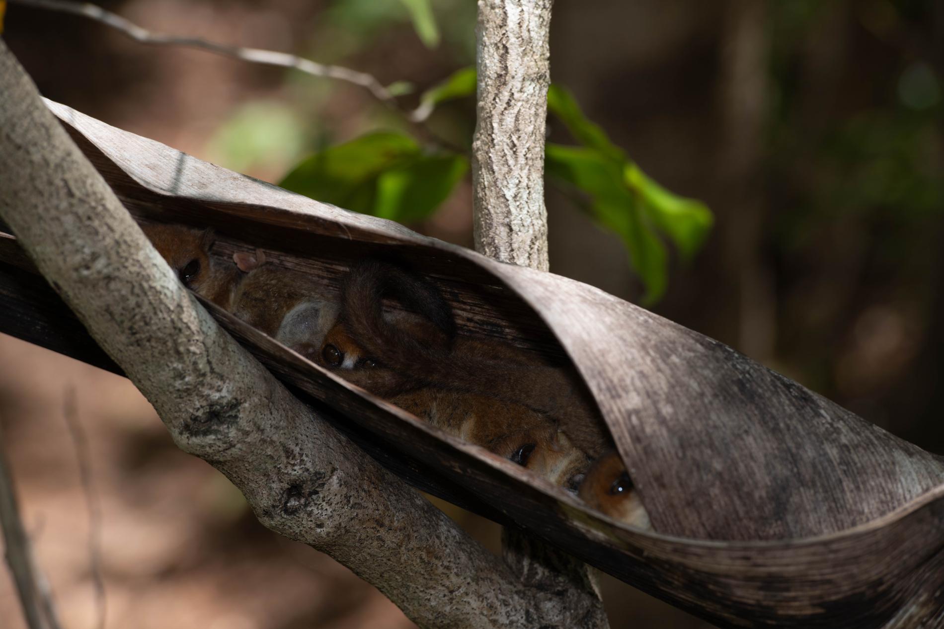 Fauna_Madagascar (6)