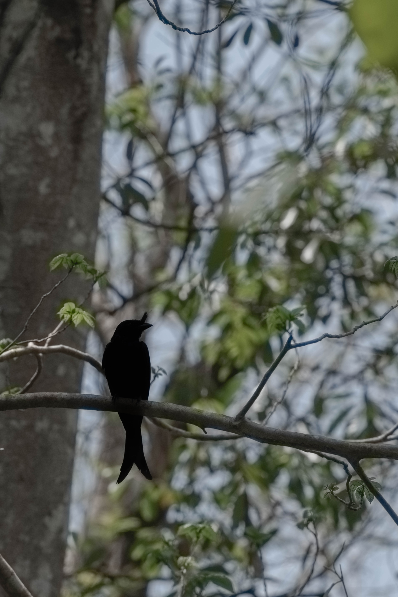 Fauna_Madagascar (7)