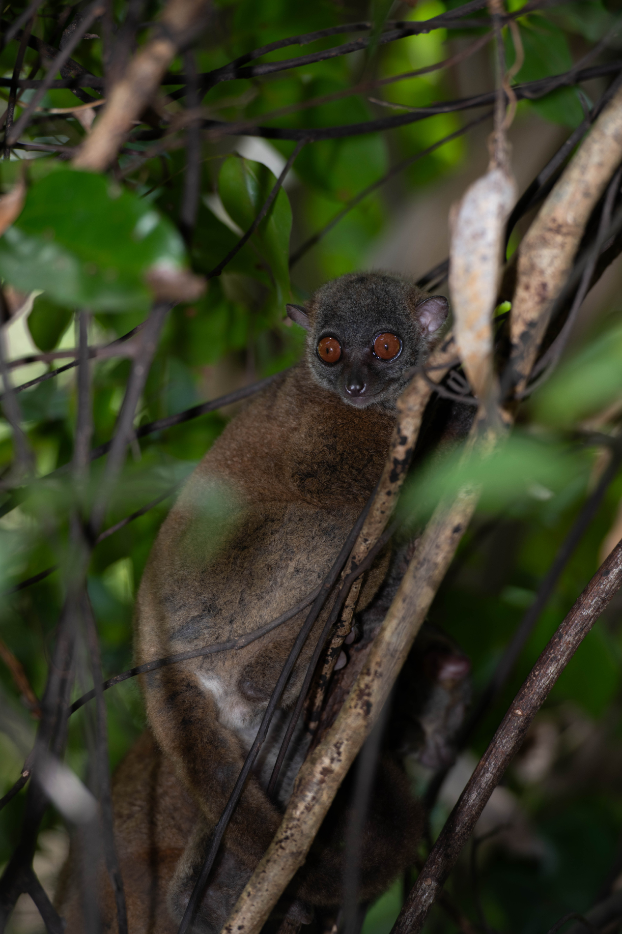 Fauna_Madagascar (9)