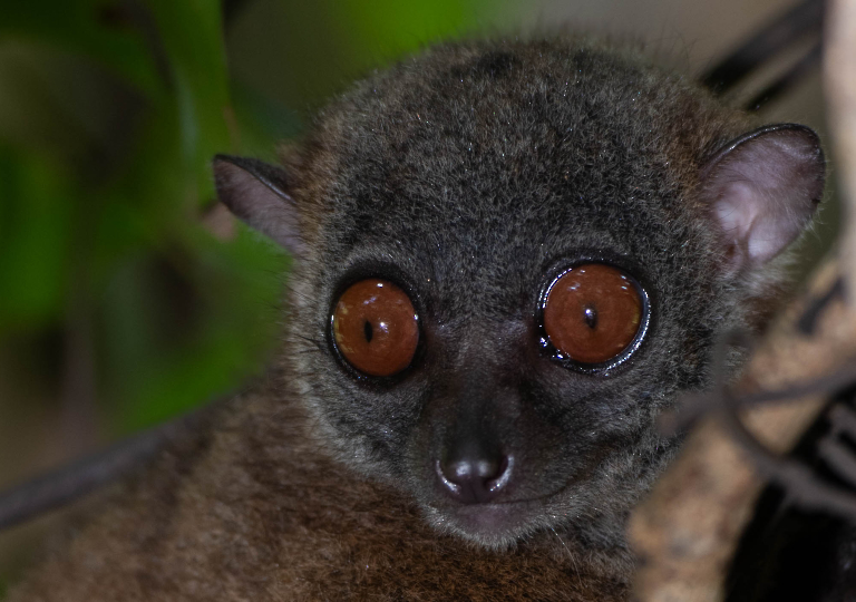 Fauna_Madagascar (10)