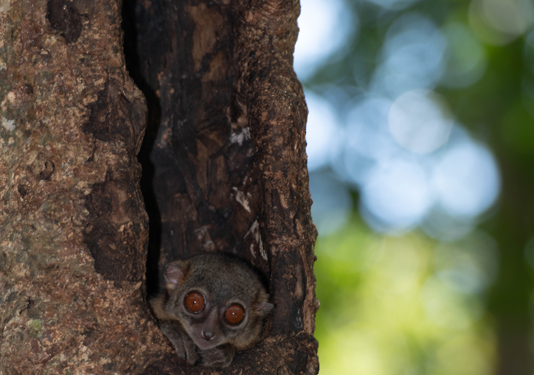 Fauna_Madagascar (11)