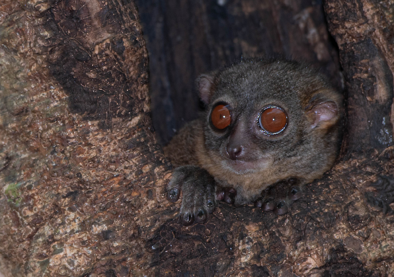 Fauna_Madagascar (13)