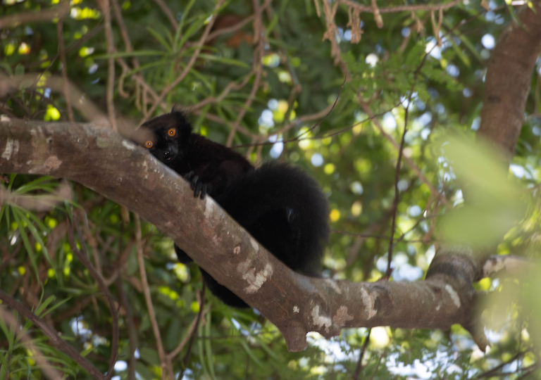 Fauna_Madagascar (14)