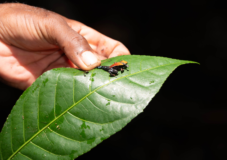Fauna_Madagascar (16)