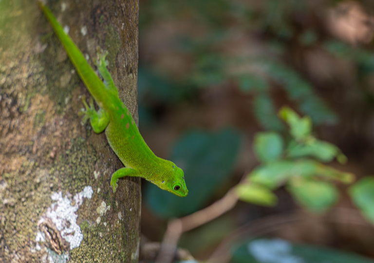 Fauna_Madagascar (17)