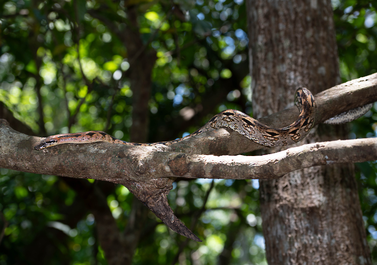 Fauna_Madagascar (18)