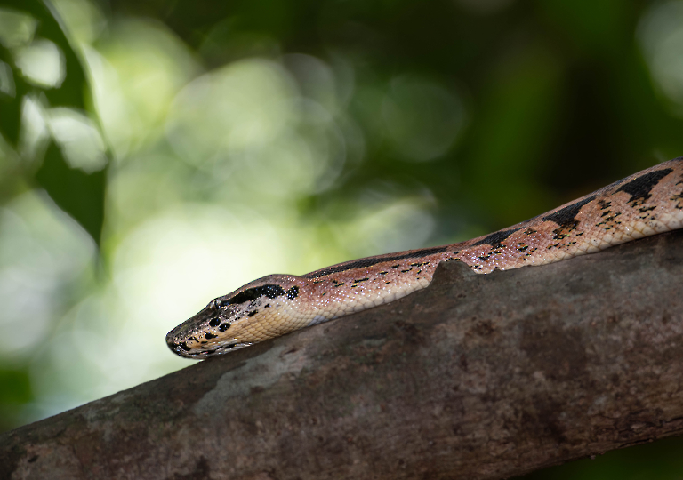 Fauna_Madagascar (19)