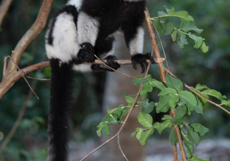 Fauna_Madagascar (23)