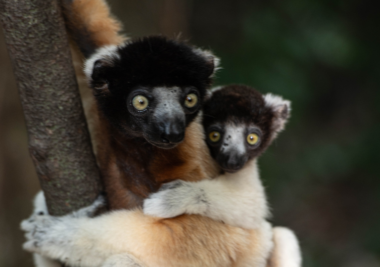 Fauna_Madagascar (26)