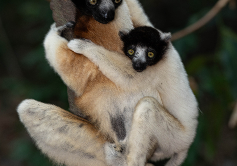 Fauna_Madagascar (28)