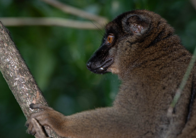 Fauna_Madagascar (31)