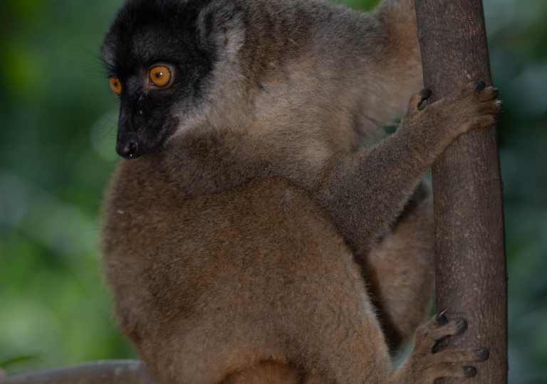 Fauna_Madagascar (32)
