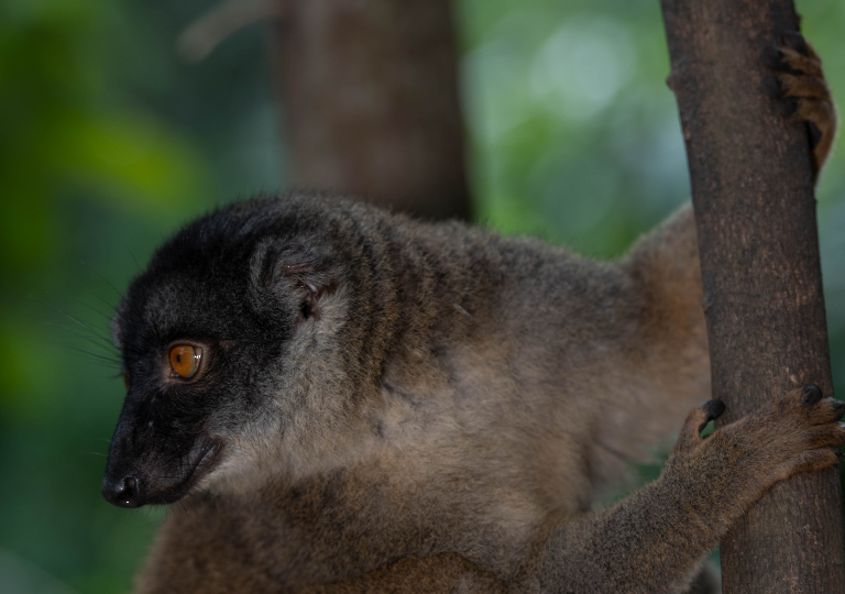 Fauna_Madagascar (33)