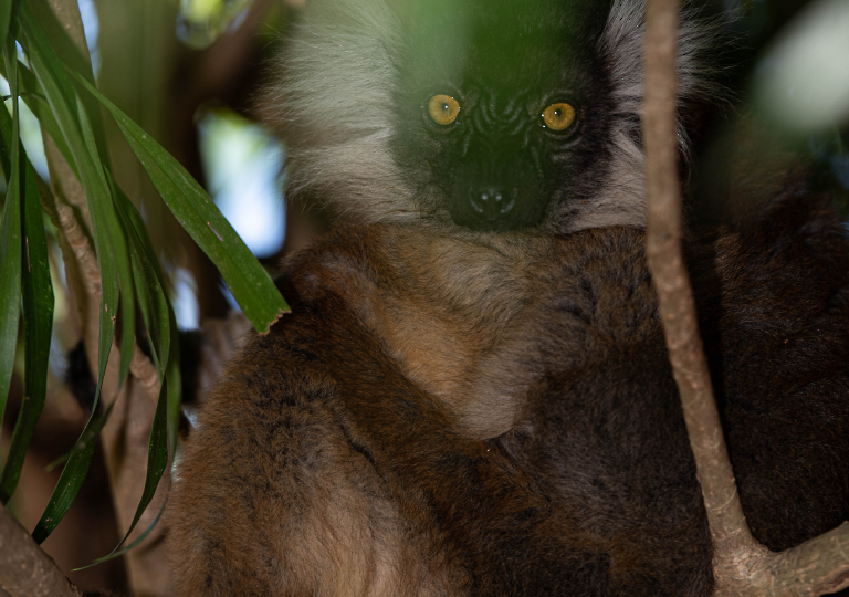 Fauna_Madagascar (34)