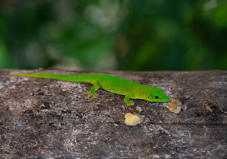 Fauna_Madagascar (35)