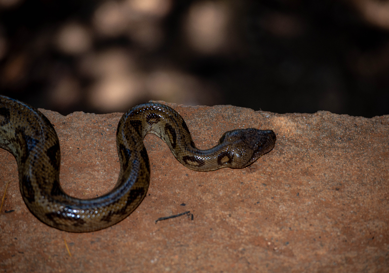 Fauna_Madagascar (36)