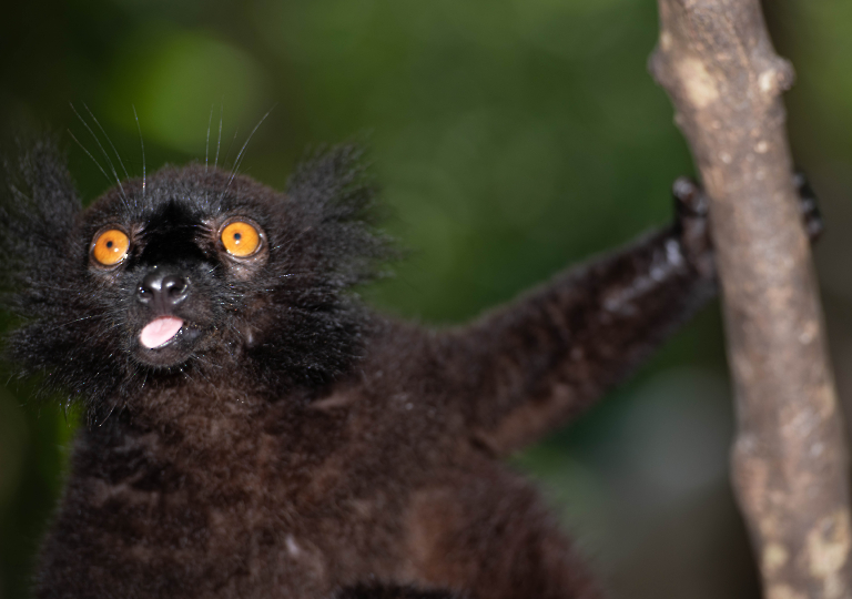 Fauna_Madagascar (38)