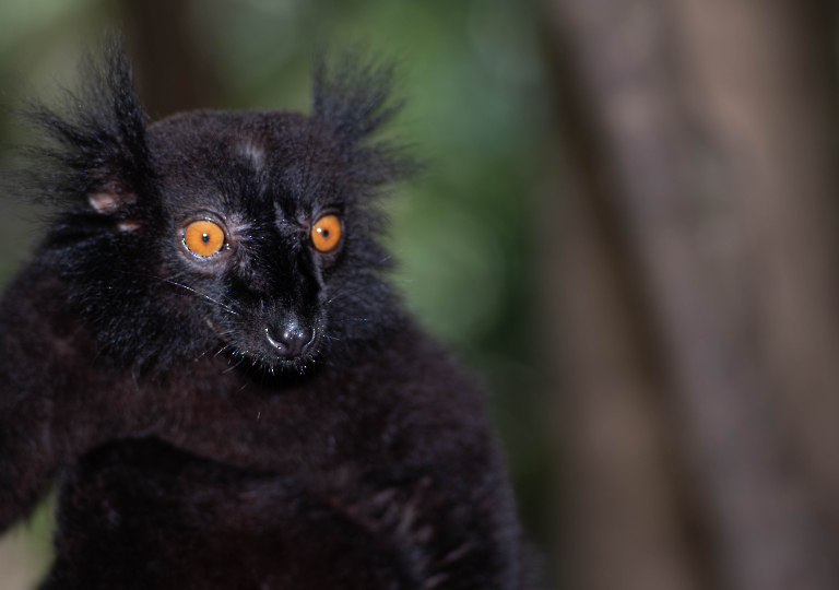 Fauna_Madagascar (39)