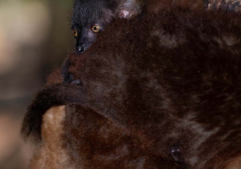 Fauna_Madagascar (40)