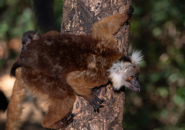 Fauna_Madagascar (41)