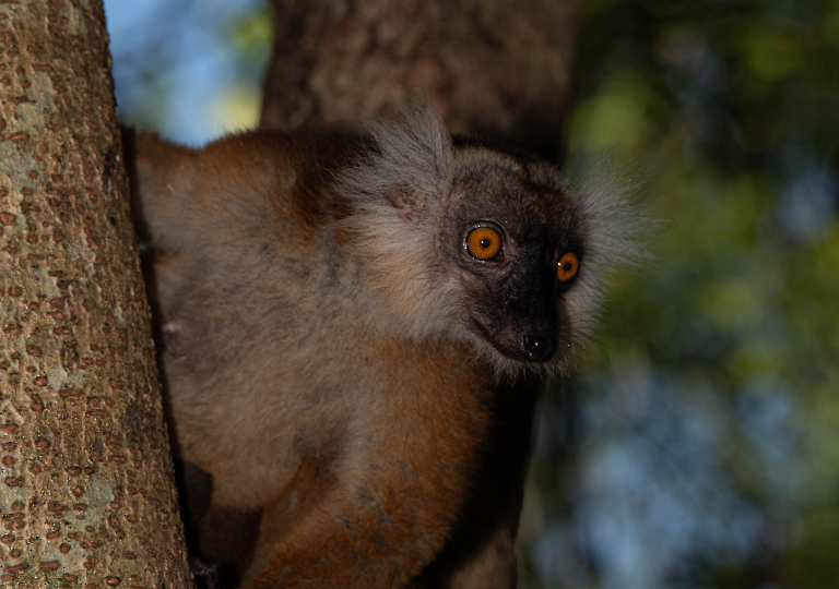 Fauna_Madagascar (42)