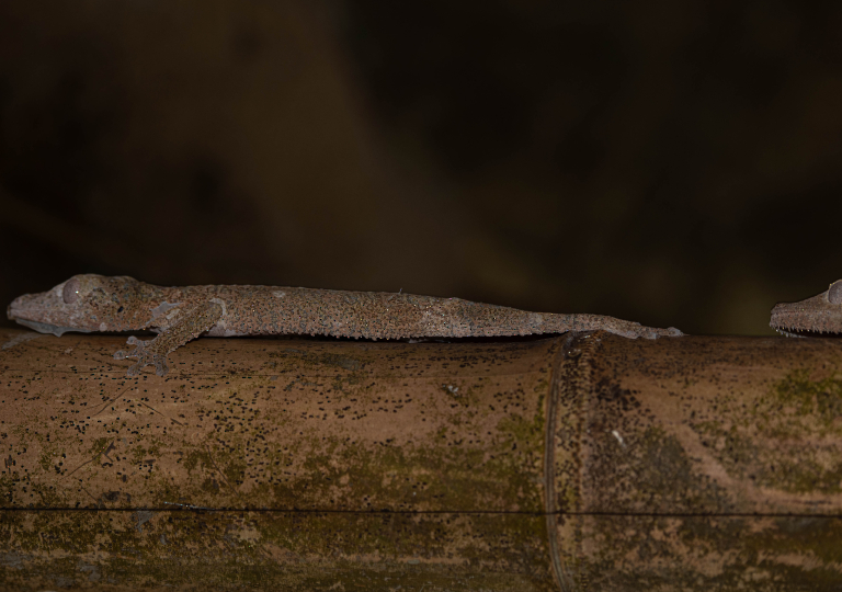 Fauna_Madagascar (44)